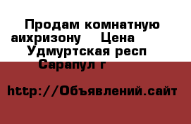 Продам комнатную аихризону. › Цена ­ 200 - Удмуртская респ., Сарапул г.  »    